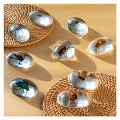 Specimen Stones, pietre din acril cu insecte, Guidecraft